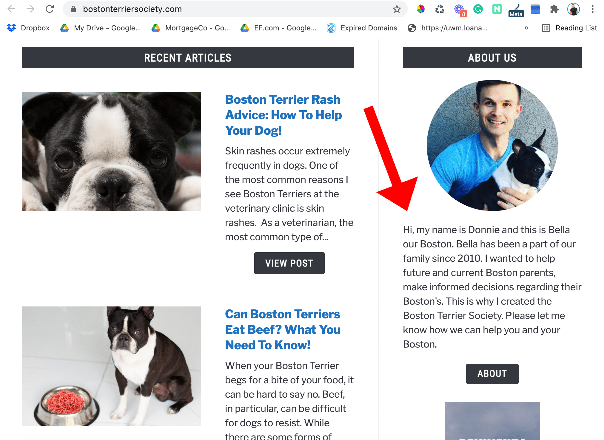 Boston Terrier Example 
